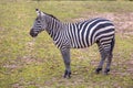 Maneless Zebra in green grass