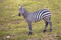 Maneless Zebra looking in camera