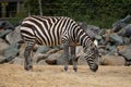 Maneless zebra looking out at the world