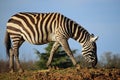 Maneless zebra sniffing the ground