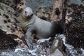 Manenrob, South American sea lion, Otaria flavescens