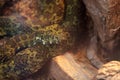 Mang mountain pit viper known as Protobothrops mangshanensis Royalty Free Stock Photo