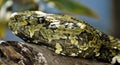 Mang Mountain pit viper Protobothrops mangshanensis Royalty Free Stock Photo