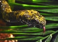 Mang Mountain pit viper Protobothrops mangshanensis Royalty Free Stock Photo