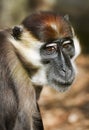 Mangabey Monkey, Cercocebus Torquatus. Royalty Free Stock Photo