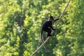 Mangabey rope Royalty Free Stock Photo