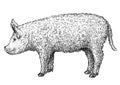 Mangalica pig illustration, drawing, engraving, ink, line art, vector