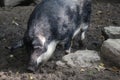 Mangalica pig, Sus scrofa domesticus Royalty Free Stock Photo