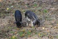 Mangalica pig, Sus scrofa domesticus Royalty Free Stock Photo