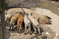 Mangalica piglets suckling from their mother Royalty Free Stock Photo