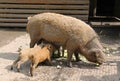 Mangalica piglets suckling from their mother Royalty Free Stock Photo