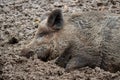 Mangalica wooly pig siesta. Sus scrofa domesticus Royalty Free Stock Photo
