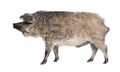 Mangalitsa or curly-hair hog Royalty Free Stock Photo