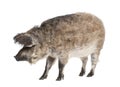 Mangalitsa or curly-hair hog Royalty Free Stock Photo