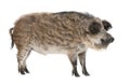 Mangalitsa or curly-hair hog