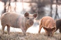 Mangalitsa little pig on the field Royalty Free Stock Photo