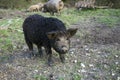 The mangalitsa pig Royalty Free Stock Photo