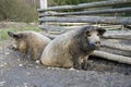 The mangalitsa pigs Royalty Free Stock Photo