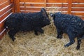 Mangalitsa pigs in the hutch Royalty Free Stock Photo