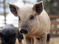 Mangalitsa pigs in a pigsty Royalty Free Stock Photo