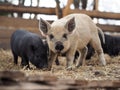 Mangalitsa pigs in a pigsty Royalty Free Stock Photo