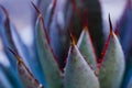 Mangave Bloodspot Succulent Spines