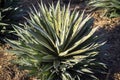 Mangave manfreda x agave `Pineapple express`