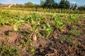 Mangel beets with leaves