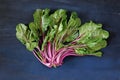 Mangel,chard,Beta vulgaris, organic vegetable, healthy food flat lay Royalty Free Stock Photo