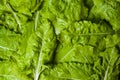 Mangel green cabbage raw vegetable texture