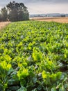 Mangel wurzel field Royalty Free Stock Photo