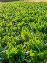 Mangel wurzel field Royalty Free Stock Photo