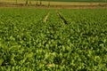 Mangelwurzel field with green leaves and tire marks