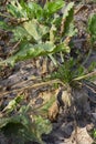 Mangelwurzel or mangold wurzel growing in agricultural field. Mangold, mangel beet, field beet, fodder beet or root of scarcity