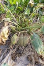 Mangelwurzel or mangold wurzel growing in agricultural field. Mangold, mangel beet, field beet, fodder beet or root of scarcity Royalty Free Stock Photo