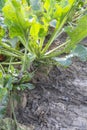 Mangelwurzel or mangold wurzel growing in agricultural field. Mangold, mangel beet, field beet, fodder beet or root of scarcity Royalty Free Stock Photo