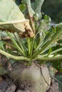 Mangelwurzel or mangold wurzel growing in agricultural field. Mangold, mangel beet, field beet, fodder beet or root of scarcity Royalty Free Stock Photo