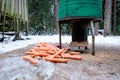 Manger for winter feeding of wild animals in forest. Forest animal feeder in winter. Defocused