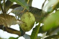 Mangifera foetida & x28;also called horse mango, malmut, limus, bachang and machang& x29; Royalty Free Stock Photo