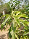 Mangifera indica commonly known as mango