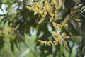 Mangifera indica mango flower which is just starting to bloom Royalty Free Stock Photo