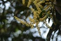 Mangifera indica mango flower which is just starting to bloom Royalty Free Stock Photo