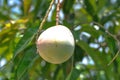 Mangifera indica, mango or mango seed on tree Royalty Free Stock Photo