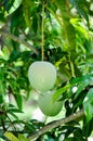 Mangifera indica, mango or mango seed on tree Royalty Free Stock Photo
