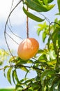 Mangifera indica, mango or mango seed on mango tree Royalty Free Stock Photo