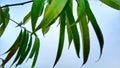 Mangifera Mango Green Leaves Tree Royalty Free Stock Photo