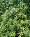 Mangifere indica Mango Tree leaves.