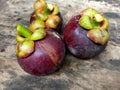 Garciana Mangostana Mangosteen