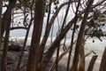 Manglar plants and trunks near to seashore at colombian beach