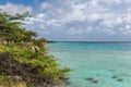 Mangle Halto Lagoon Aruba